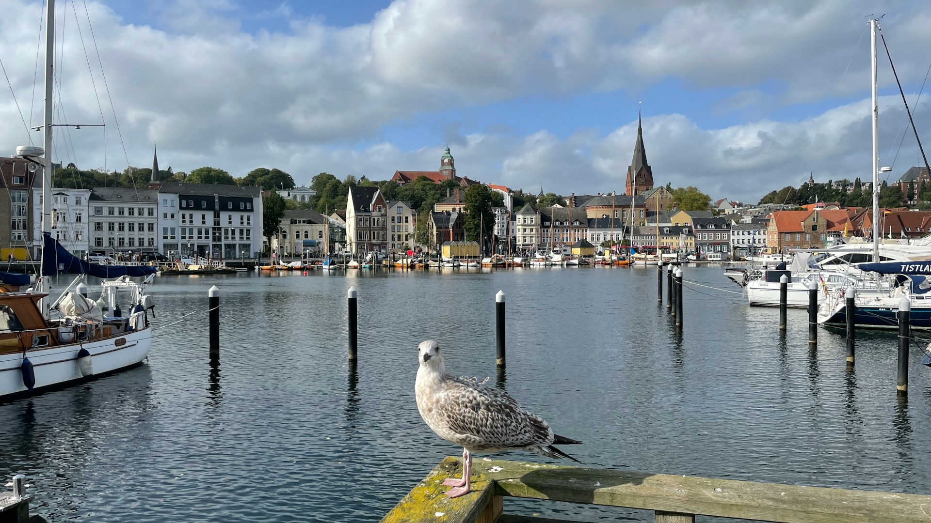 a seagull sitting on a post in a harbor